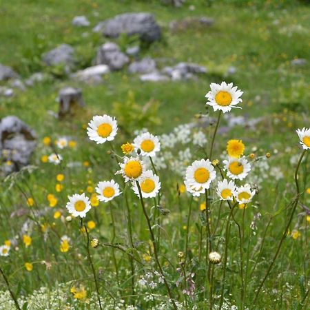 Apartmán Gloesalm Ramsau am Dachstein Exteriér fotografie